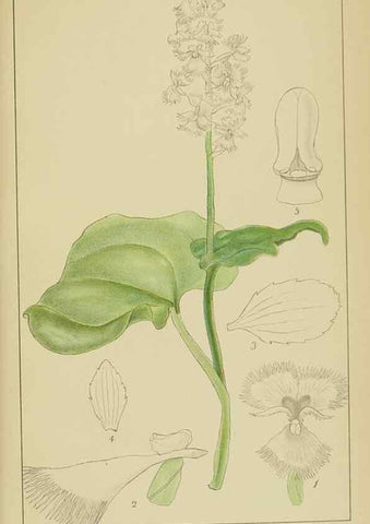 Reproducción/Reproduction 9729835447: Icones orchidearum austro-africanarum extra-tropicarum :. London :W. Wesley,1896-1913.