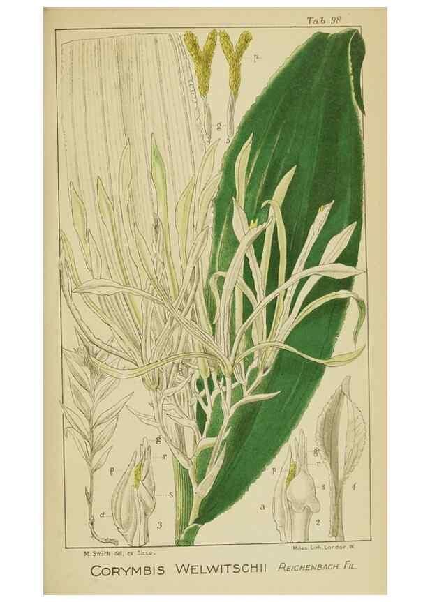 Reproducción/Reproduction 9729837413: Icones orchidearum austro-africanarum extra-tropicarum :. London :W. Wesley,1896-1913.