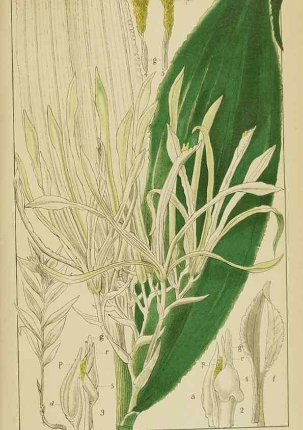 Reproducción/Reproduction 9729837413: Icones orchidearum austro-africanarum extra-tropicarum :. London :W. Wesley,1896-1913.