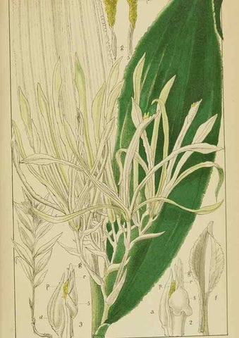 Reproducción/Reproduction 9729837413: Icones orchidearum austro-africanarum extra-tropicarum :. London :W. Wesley,1896-1913.