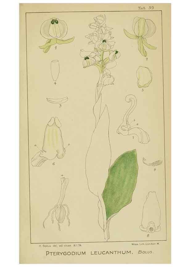 Reproducción/Reproduction 9733065606: Icones orchidearum austro-africanarum extra-tropicarum :. London :W. Wesley,1896-1913.