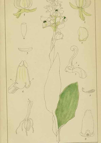 Reproducción/Reproduction 9733065606: Icones orchidearum austro-africanarum extra-tropicarum :. London :W. Wesley,1896-1913.