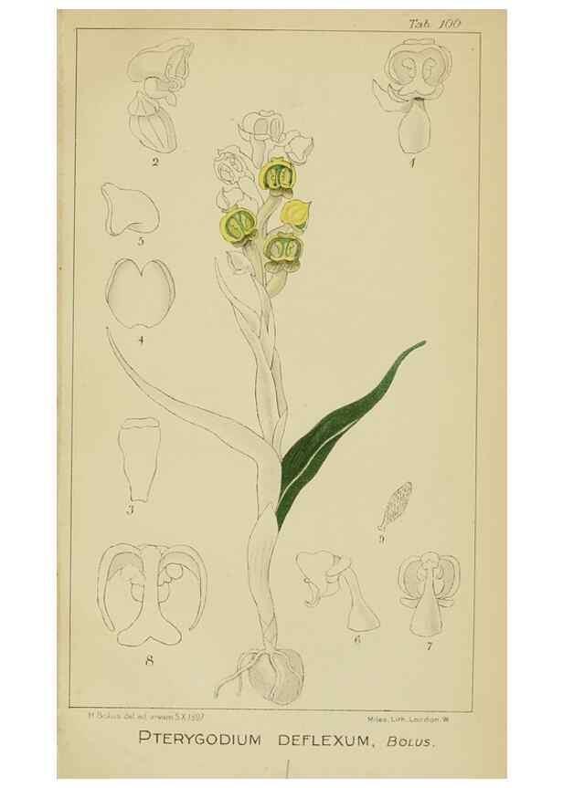 Reproducción/Reproduction 9729840167: Icones orchidearum austro-africanarum extra-tropicarum :. London :W. Wesley,1896-1913.