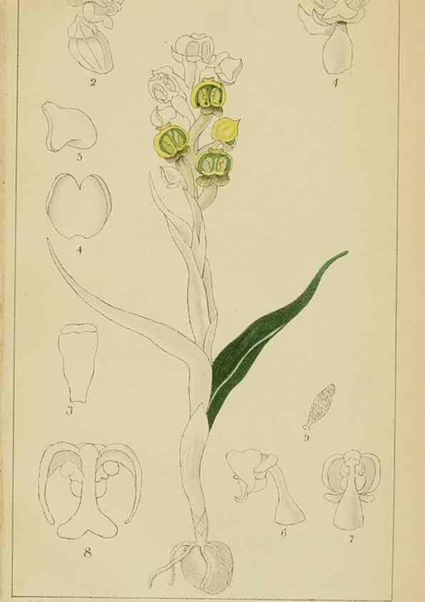 Reproducción/Reproduction 9729840167: Icones orchidearum austro-africanarum extra-tropicarum :. London :W. Wesley,1896-1913.