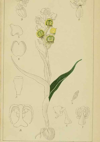 Reproducción/Reproduction 9729840167: Icones orchidearum austro-africanarum extra-tropicarum :. London :W. Wesley,1896-1913.