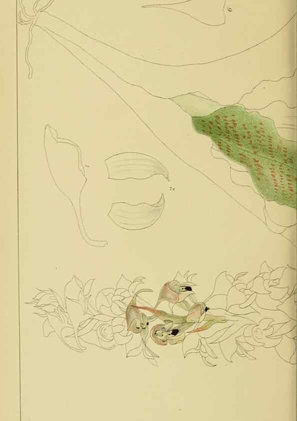 Reproducción/Reproduction 9733323068: Icones orchidearum austro-africanarum extra-tropicarum :. London :W. Wesley,1896-1913.