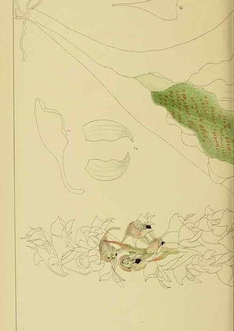 Reproducción/Reproduction 9733323068: Icones orchidearum austro-africanarum extra-tropicarum :. London :W. Wesley,1896-1913.