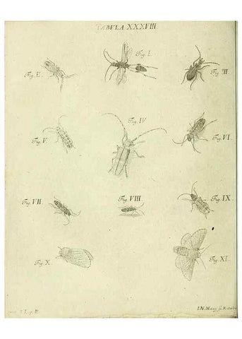 Reproducción/Reproduction 9733375074: Iacobi Christiani Shaefferi Icones insectorvm circa Ratisbonam :. Ratisbonae :Typis Zeitlerianis,1791.