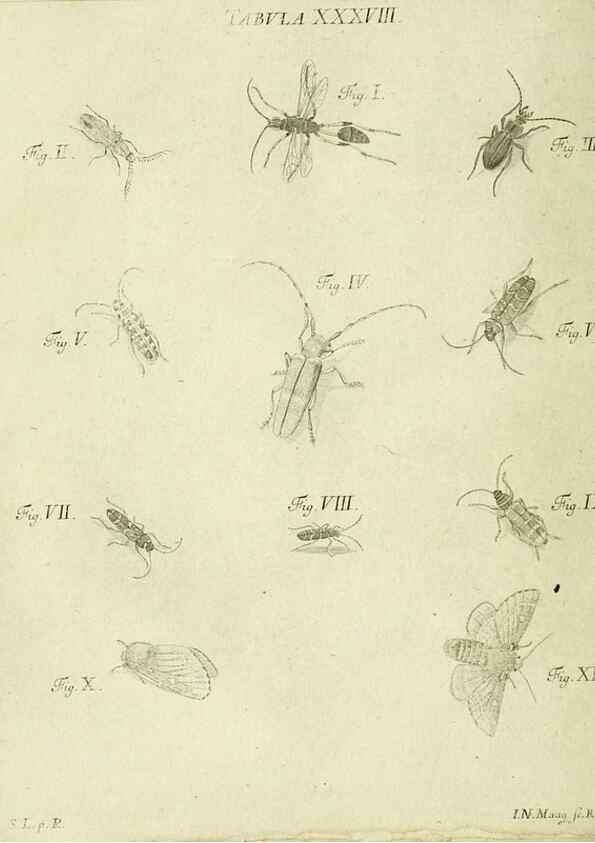 Reproducción/Reproduction 9733375074: Iacobi Christiani Shaefferi Icones insectorvm circa Ratisbonam :. Ratisbonae :Typis Zeitlerianis,1791.