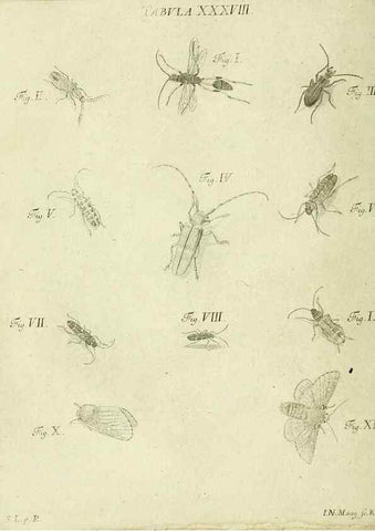 Reproducción/Reproduction 9733375074: Iacobi Christiani Shaefferi Icones insectorvm circa Ratisbonam :. Ratisbonae :Typis Zeitlerianis,1791.