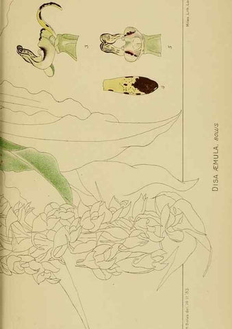 Reproducción/Reproduction 9730096975: Icones orchidearum austro-africanarum extra-tropicarum :. London :W. Wesley,1896-1913.