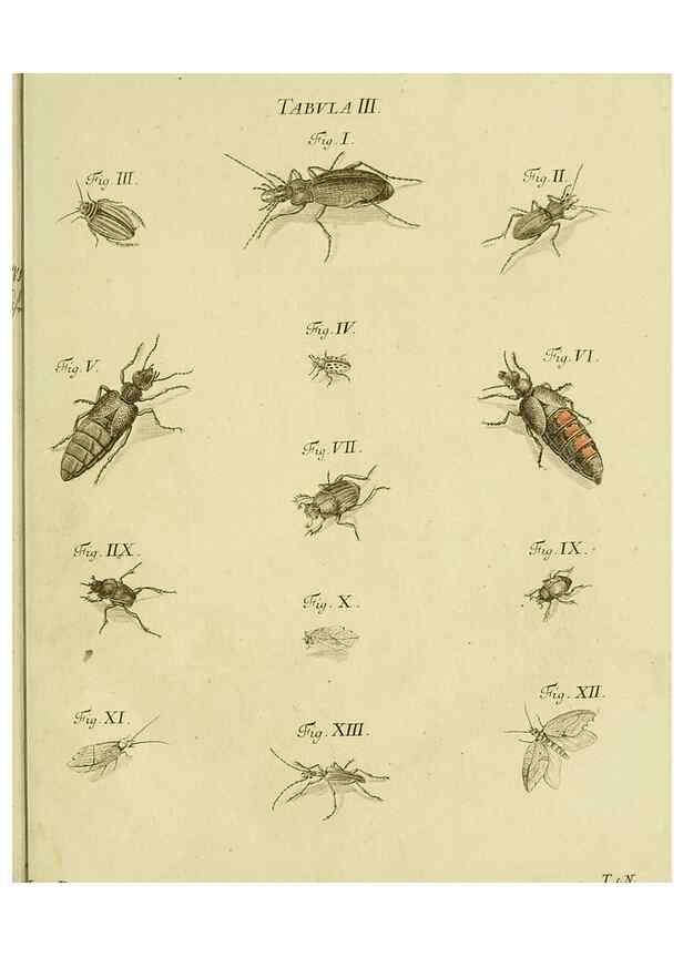 Reproducción/Reproduction 9733348112: Iacobi Christiani Shaefferi Icones insectorvm circa Ratisbonam :. Ratisbonae :Typis Zeitlerianis,1791.