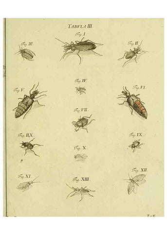 Reproducción/Reproduction 9733348112: Iacobi Christiani Shaefferi Icones insectorvm circa Ratisbonam :. Ratisbonae :Typis Zeitlerianis,1791.