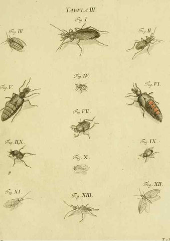 Reproducción/Reproduction 9733348112: Iacobi Christiani Shaefferi Icones insectorvm circa Ratisbonam :. Ratisbonae :Typis Zeitlerianis,1791.