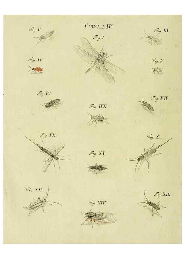Reproducción/Reproduction 9733349042: Iacobi Christiani Shaefferi Icones insectorvm circa Ratisbonam :. Ratisbonae :Typis Zeitlerianis,1791.