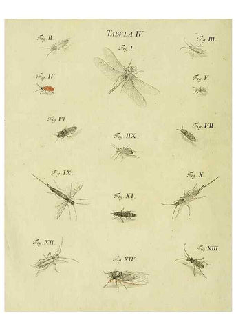 Reproducción/Reproduction 9733349042: Iacobi Christiani Shaefferi Icones insectorvm circa Ratisbonam :. Ratisbonae :Typis Zeitlerianis,1791.