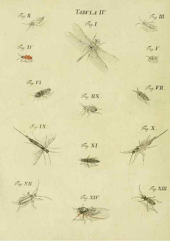 Reproducción/Reproduction 9733349042: Iacobi Christiani Shaefferi Icones insectorvm circa Ratisbonam :. Ratisbonae :Typis Zeitlerianis,1791.