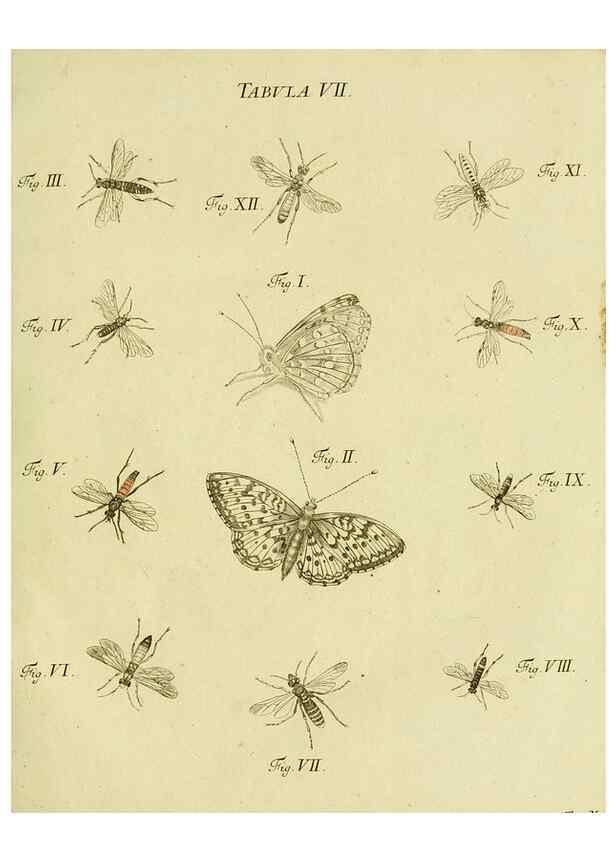 Reproducción/Reproduction 9733349956: Iacobi Christiani Shaefferi Icones insectorvm circa Ratisbonam :. Ratisbonae :Typis Zeitlerianis,1791.