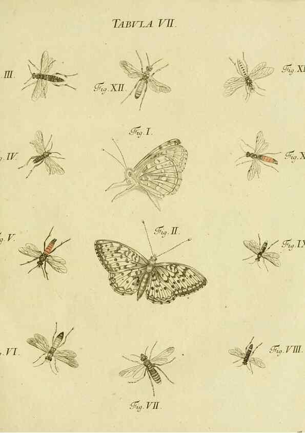 Reproducción/Reproduction 9733349956: Iacobi Christiani Shaefferi Icones insectorvm circa Ratisbonam :. Ratisbonae :Typis Zeitlerianis,1791.