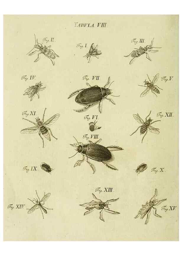 Reproducción/Reproduction 9733350904: Iacobi Christiani Shaefferi Icones insectorvm circa Ratisbonam :. Ratisbonae :Typis Zeitlerianis,1791.