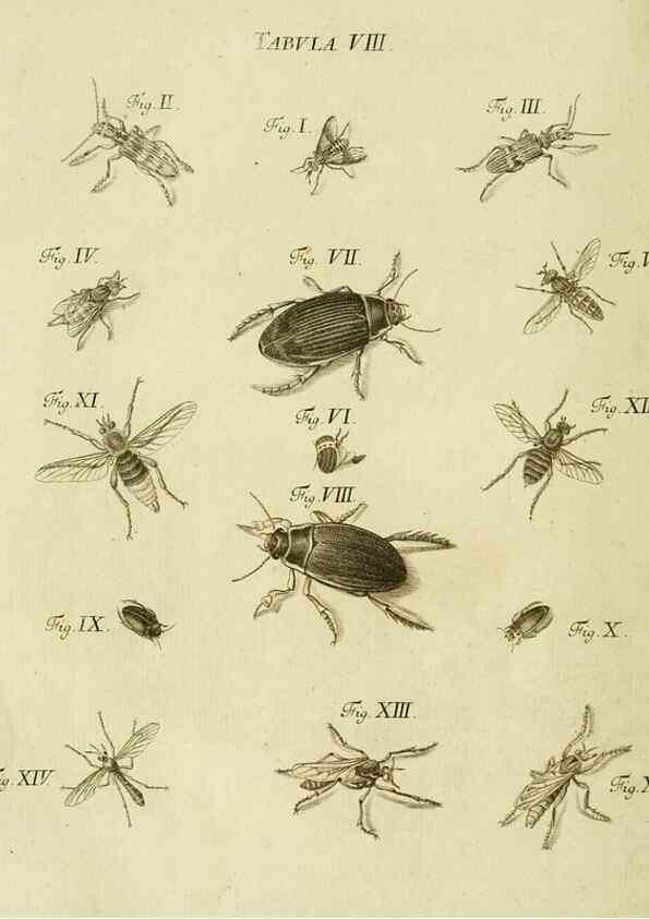 Reproducción/Reproduction 9733350904: Iacobi Christiani Shaefferi Icones insectorvm circa Ratisbonam :. Ratisbonae :Typis Zeitlerianis,1791.