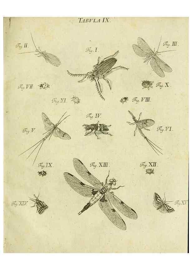 Reproducción/Reproduction 9730124339: Iacobi Christiani Shaefferi Icones insectorvm circa Ratisbonam :. Ratisbonae :Typis Zeitlerianis,1791.