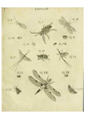Reproducción/Reproduction 9730124339: Iacobi Christiani Shaefferi Icones insectorvm circa Ratisbonam :. Ratisbonae :Typis Zeitlerianis,1791.