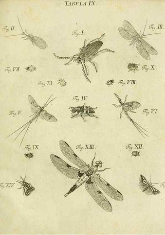 Reproducción/Reproduction 9730124339: Iacobi Christiani Shaefferi Icones insectorvm circa Ratisbonam :. Ratisbonae :Typis Zeitlerianis,1791.