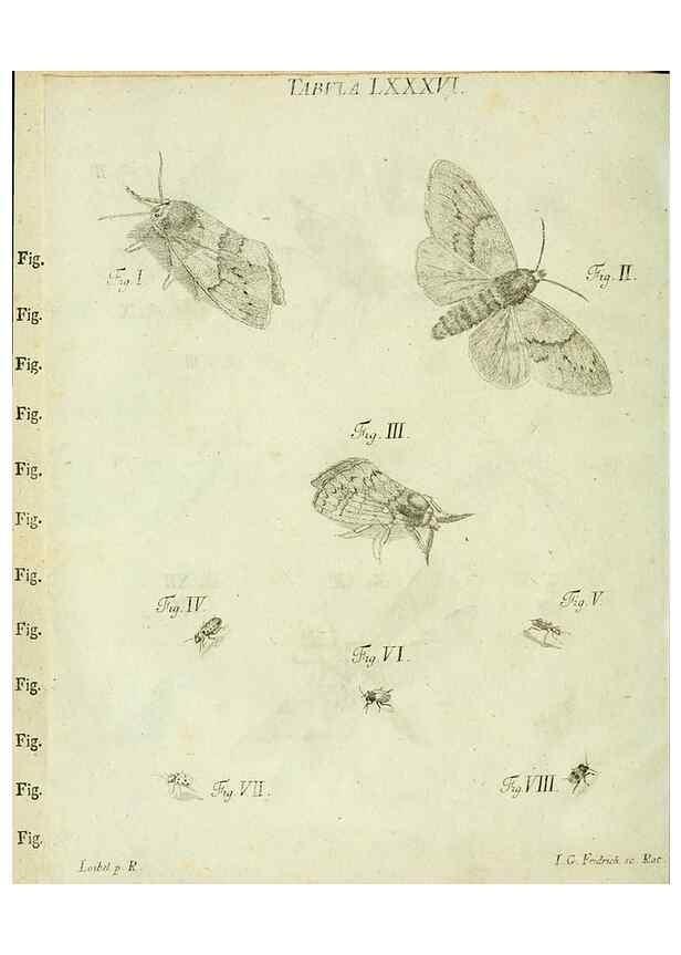 Reproducción/Reproduction 9730125461: Iacobi Christiani Shaefferi Icones insectorvm circa Ratisbonam :. Ratisbonae :Typis Zeitlerianis,1791.