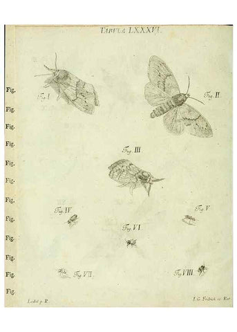 Reproducción/Reproduction 9730125461: Iacobi Christiani Shaefferi Icones insectorvm circa Ratisbonam :. Ratisbonae :Typis Zeitlerianis,1791.