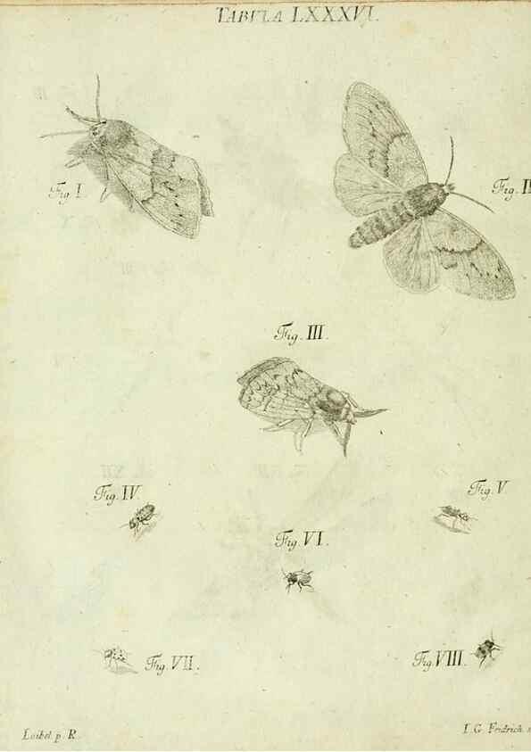 Reproducción/Reproduction 9730125461: Iacobi Christiani Shaefferi Icones insectorvm circa Ratisbonam :. Ratisbonae :Typis Zeitlerianis,1791.