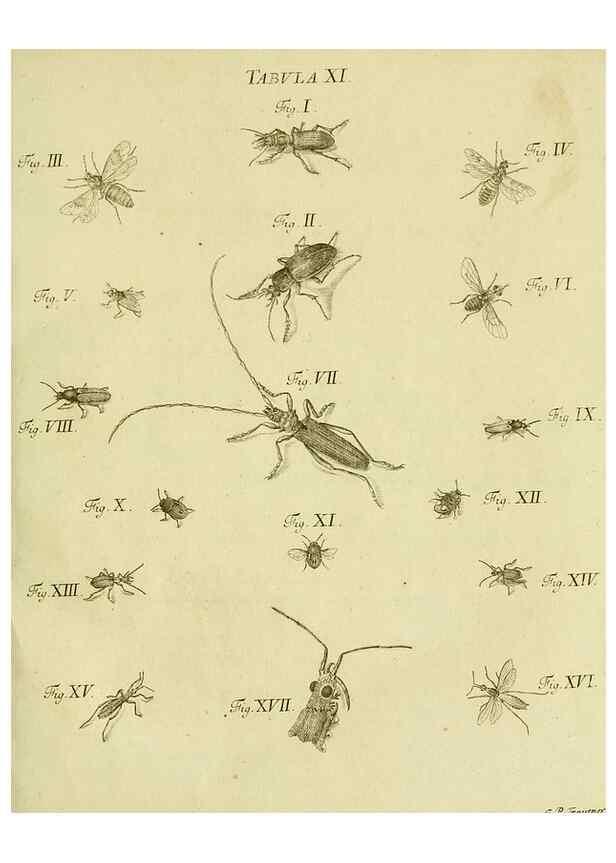 Reproducción/Reproduction 9733354272: Iacobi Christiani Shaefferi Icones insectorvm circa Ratisbonam :. Ratisbonae :Typis Zeitlerianis,1791.