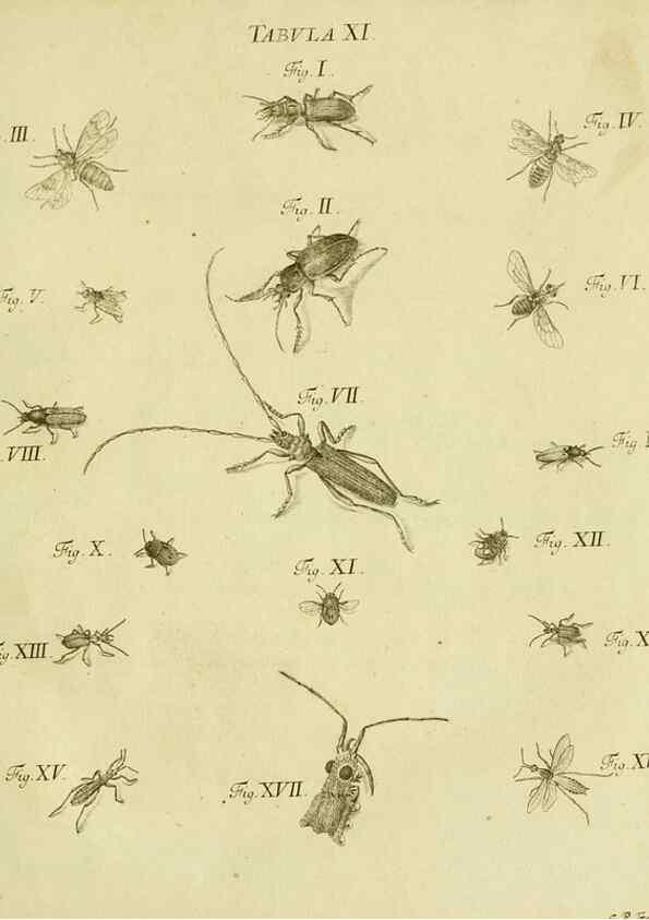 Reproducción/Reproduction 9733354272: Iacobi Christiani Shaefferi Icones insectorvm circa Ratisbonam :. Ratisbonae :Typis Zeitlerianis,1791.