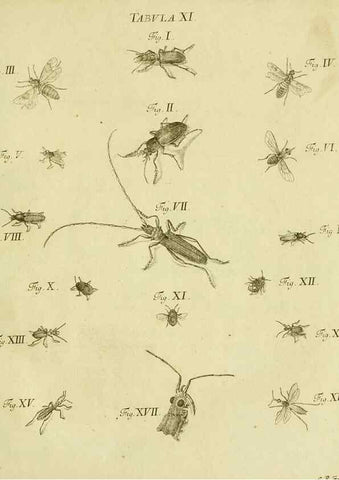 Reproducción/Reproduction 9733354272: Iacobi Christiani Shaefferi Icones insectorvm circa Ratisbonam :. Ratisbonae :Typis Zeitlerianis,1791.