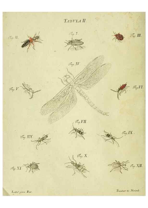 Reproducción/Reproduction 9733347134: Iacobi Christiani Shaefferi Icones insectorvm circa Ratisbonam :. Ratisbonae :Typis Zeitlerianis,1791.