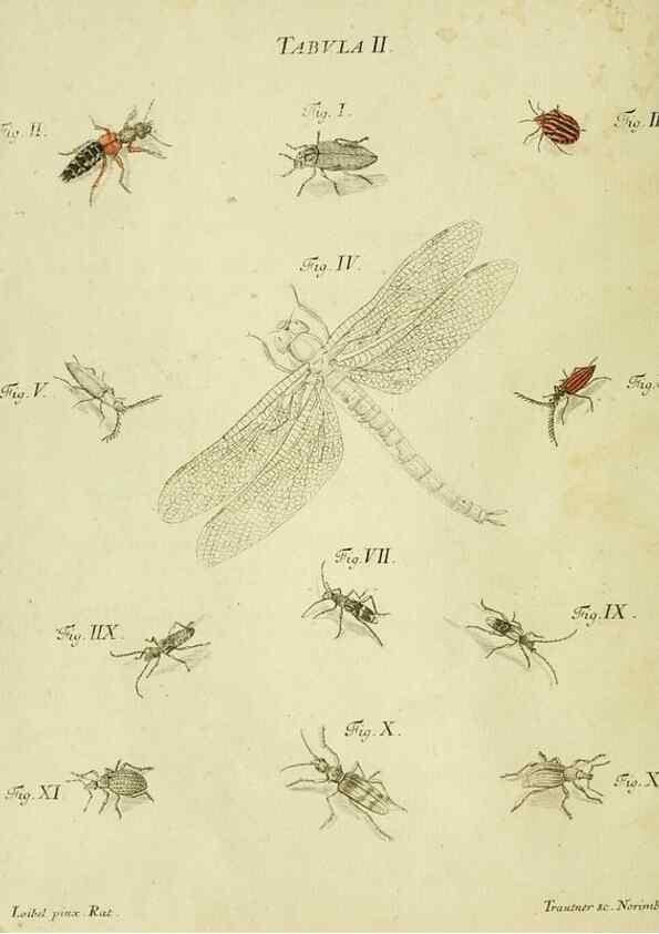 Reproducción/Reproduction 9733347134: Iacobi Christiani Shaefferi Icones insectorvm circa Ratisbonam :. Ratisbonae :Typis Zeitlerianis,1791.