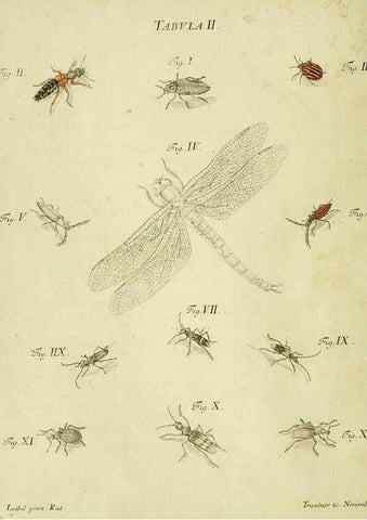 Reproducción/Reproduction 9733347134: Iacobi Christiani Shaefferi Icones insectorvm circa Ratisbonam :. Ratisbonae :Typis Zeitlerianis,1791.