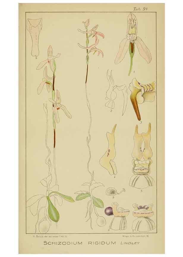 Reproducción/Reproduction 9729831717: Icones orchidearum austro-africanarum extra-tropicarum :. London :W. Wesley,1896-1913.