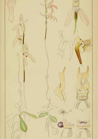 Reproducción/Reproduction 9729831717: Icones orchidearum austro-africanarum extra-tropicarum :. London :W. Wesley,1896-1913.