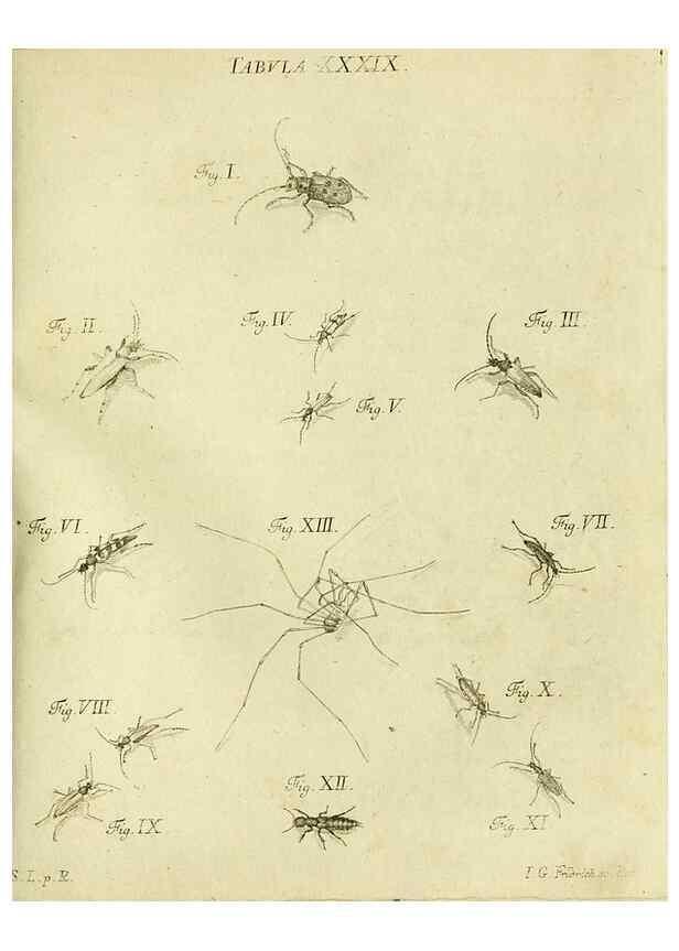Reproducción/Reproduction 9733376122: Iacobi Christiani Shaefferi Icones insectorvm circa Ratisbonam :. Ratisbonae :Typis Zeitlerianis,1791.