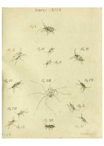 Reproducción/Reproduction 9733376122: Iacobi Christiani Shaefferi Icones insectorvm circa Ratisbonam :. Ratisbonae :Typis Zeitlerianis,1791.