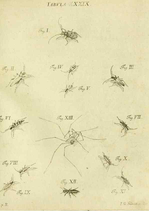 Reproducción/Reproduction 9733376122: Iacobi Christiani Shaefferi Icones insectorvm circa Ratisbonam :. Ratisbonae :Typis Zeitlerianis,1791.