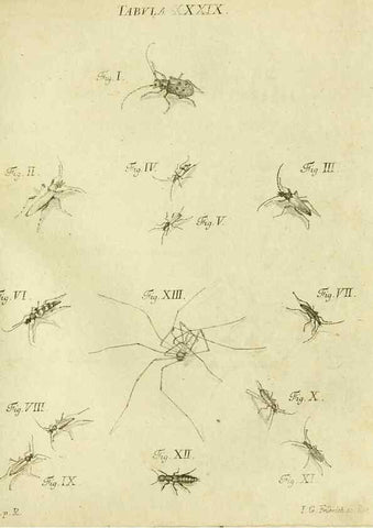 Reproducción/Reproduction 9733376122: Iacobi Christiani Shaefferi Icones insectorvm circa Ratisbonam :. Ratisbonae :Typis Zeitlerianis,1791.