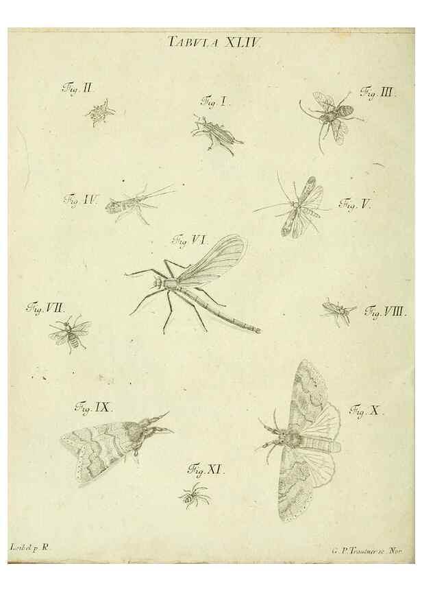 Reproducción/Reproduction 9733378240: Iacobi Christiani Shaefferi Icones insectorvm circa Ratisbonam :. Ratisbonae :Typis Zeitlerianis,1791.