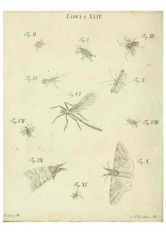 Reproducción/Reproduction 9733378240: Iacobi Christiani Shaefferi Icones insectorvm circa Ratisbonam :. Ratisbonae :Typis Zeitlerianis,1791.