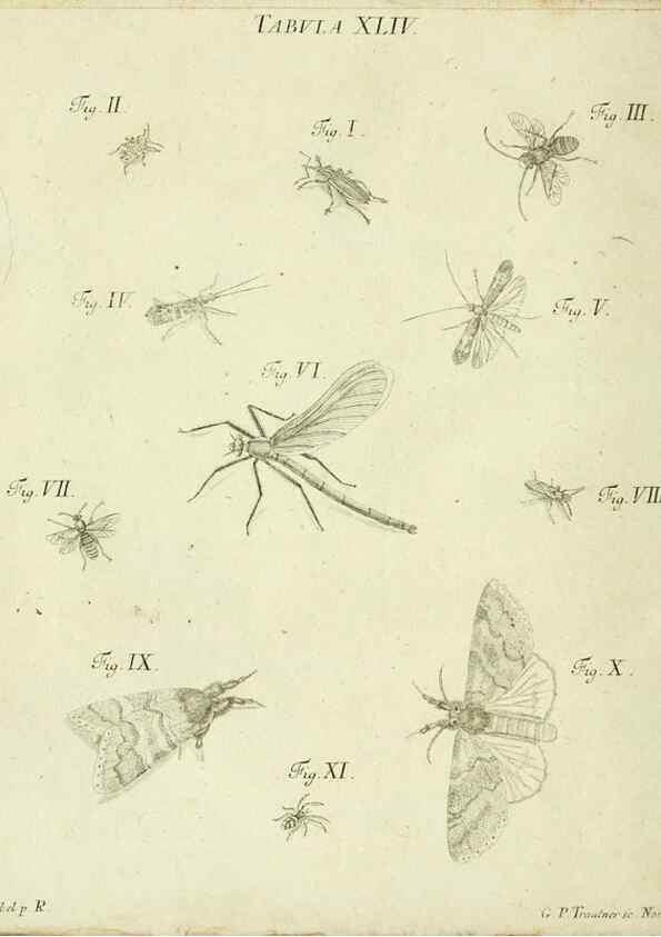 Reproducción/Reproduction 9733378240: Iacobi Christiani Shaefferi Icones insectorvm circa Ratisbonam :. Ratisbonae :Typis Zeitlerianis,1791.