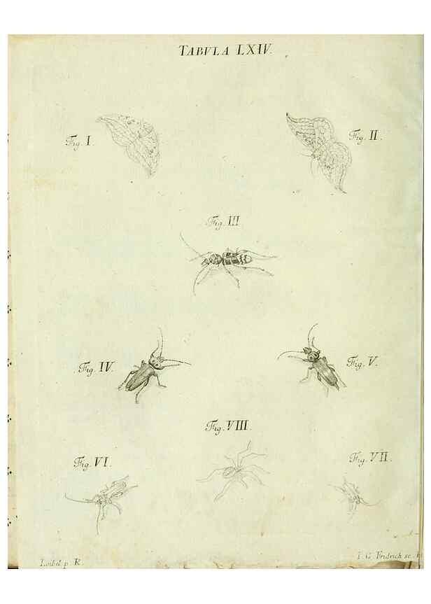 Reproducción/Reproduction 9733400138: Iacobi Christiani Shaefferi Icones insectorvm circa Ratisbonam :. Ratisbonae :Typis Zeitlerianis,1791.