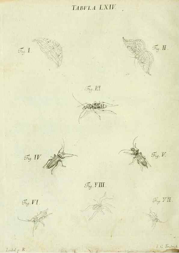 Reproducción/Reproduction 9733400138: Iacobi Christiani Shaefferi Icones insectorvm circa Ratisbonam :. Ratisbonae :Typis Zeitlerianis,1791.