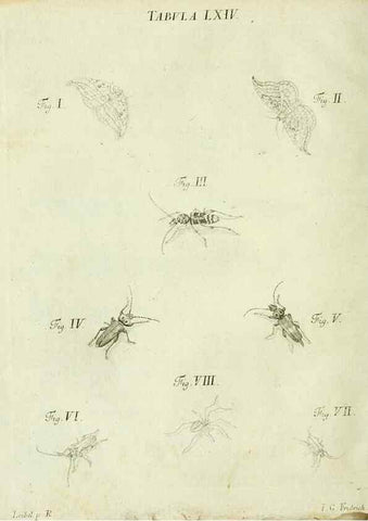 Reproducción/Reproduction 9733400138: Iacobi Christiani Shaefferi Icones insectorvm circa Ratisbonam :. Ratisbonae :Typis Zeitlerianis,1791.