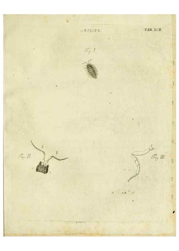 Reproducción/Reproduction 9733401020: Iacobi Christiani Shaefferi Icones insectorvm circa Ratisbonam :. Ratisbonae :Typis Zeitlerianis,1791.